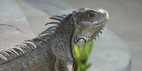 Pacotes para Equador