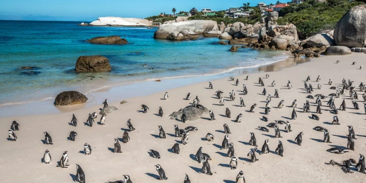 Praia com pinguins em Cape Town - África do Sul