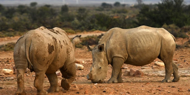 Rinocerontes no safári do Kruger National Park - África do Sul - África do Sul Econômico