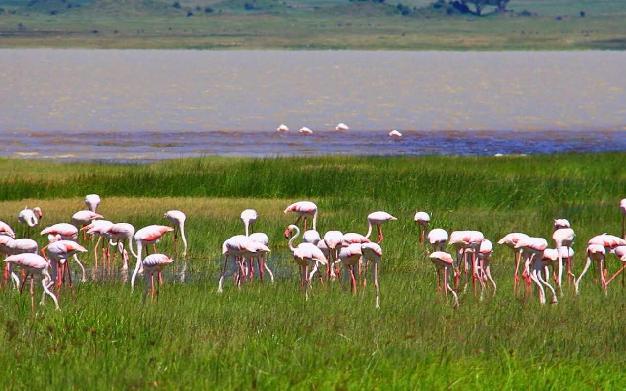 Flamingos no lago Momela em Arusha na Tanzânia - África