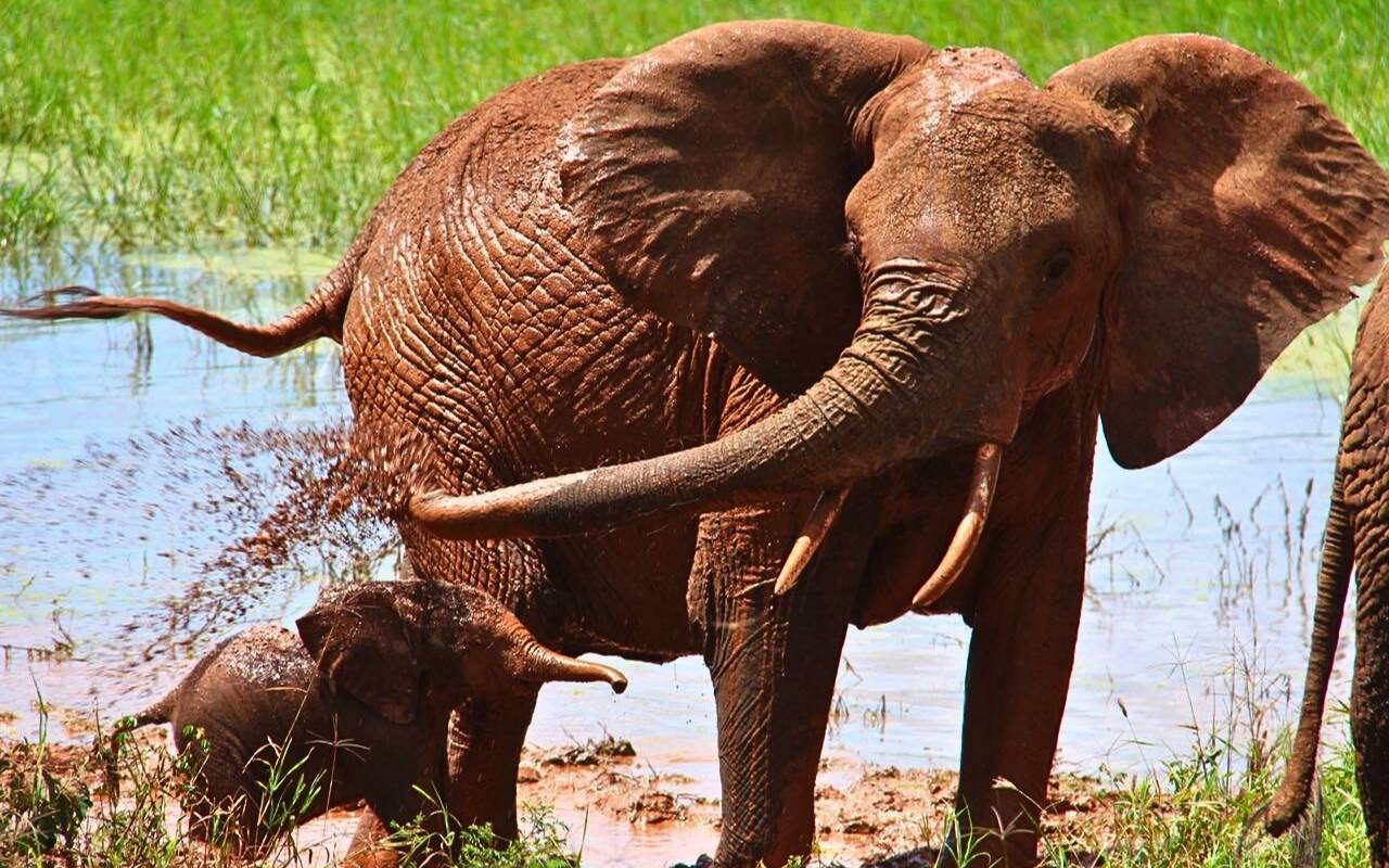 Elefantes no Safári em Taranguire - Tanzânia - África