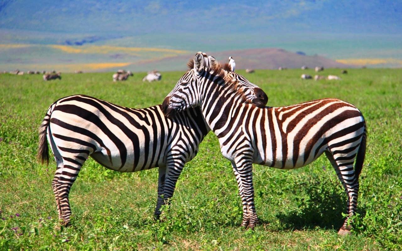Zebras no safári no Parque Nacional de Taranguire na Tanzânia - África