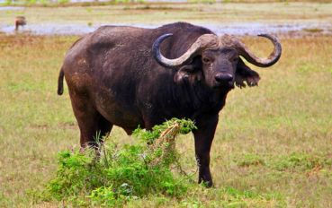 "Big Five" - Búfalo no safári de Ngorongoro - Tanzânia - África