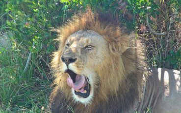 Blog dicas de viagem - Quênia