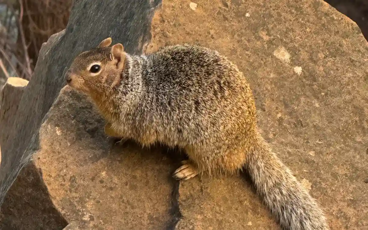 Imagem autoral Zion National Park - Zion National Park - Caminhe Comigo