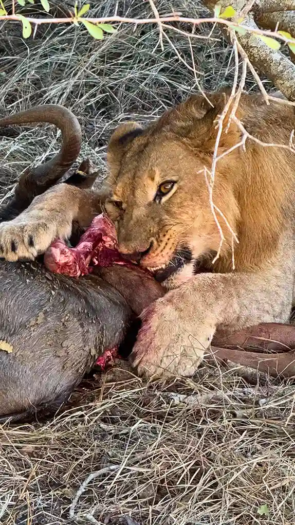 Karongwe Private Game Reserve - Safári na África do Sul