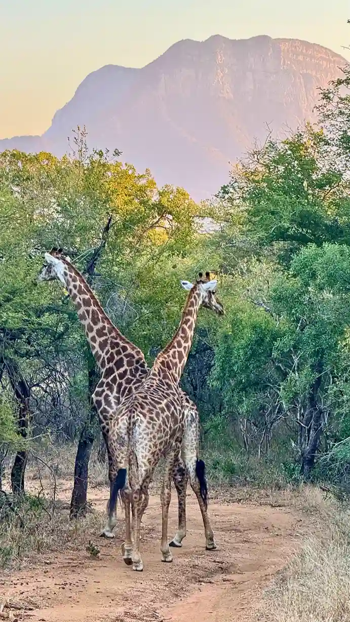 Moditlo Private Game Reserve-autoral_11zon_baixa