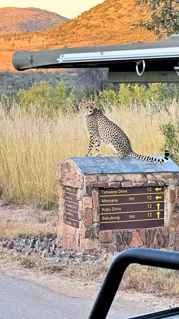 Pilanesberg National Park na África do sul