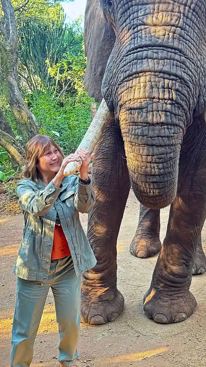 Santuário dos Elefantes de Hartbeespoort - Os melhores safáris na África do Sul