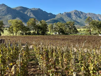 Vinícula-Cape Town-Africa do Sul-autoral