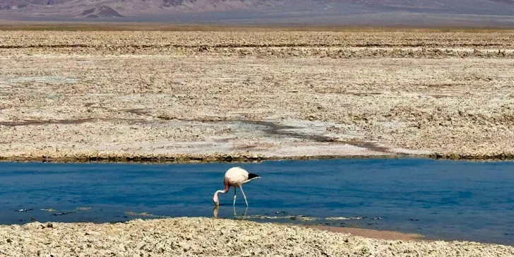 Laguna Chaxa - Atacama- Chile