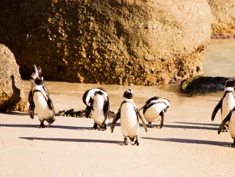 Pinguins em Boulders Beach em Cape Toen na África do Sul