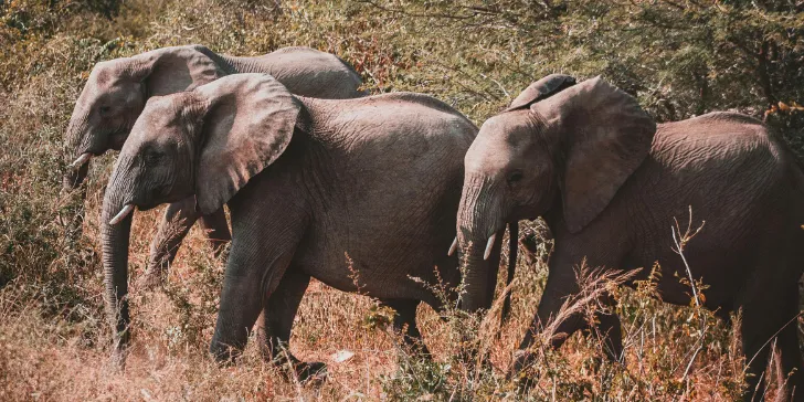 Safári no Kruger NationalPark - África do Sul