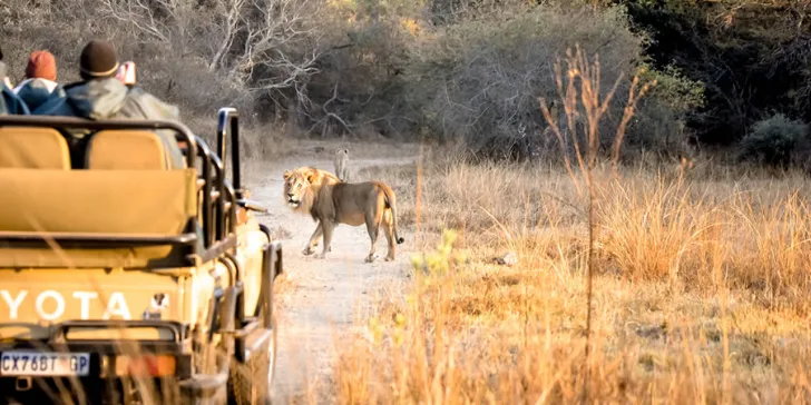 Safári na Reserna Moditlo na África do Sul