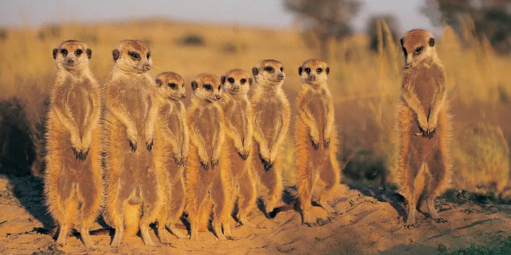 Melhores Safáris - Botsuana - Deserto do Kalahari
