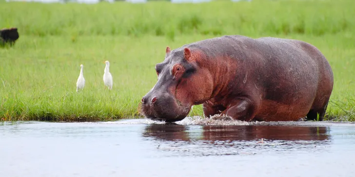 Melhores Safáris - Botsuana - Rio Chobe