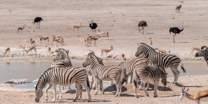 Etosha National park - Namíbia - África