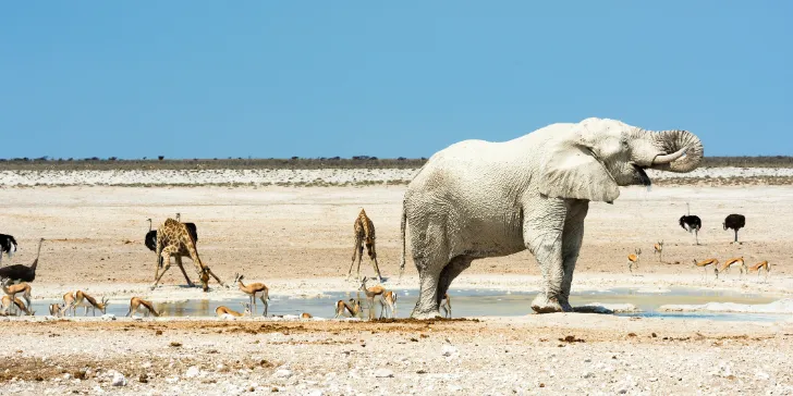 Etosha National park - Namíbia - África