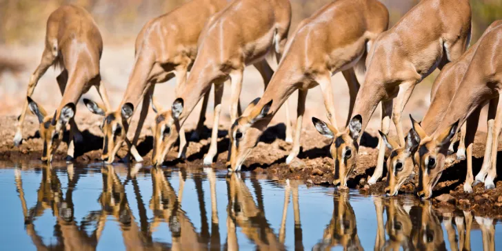 Ongava-Namibia-Africa-canva (1)_11zon