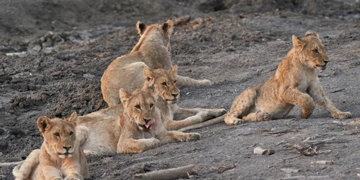 Reserva Ongava-Namíbia-África