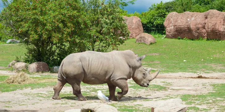 Melhores safáris Zâmbia