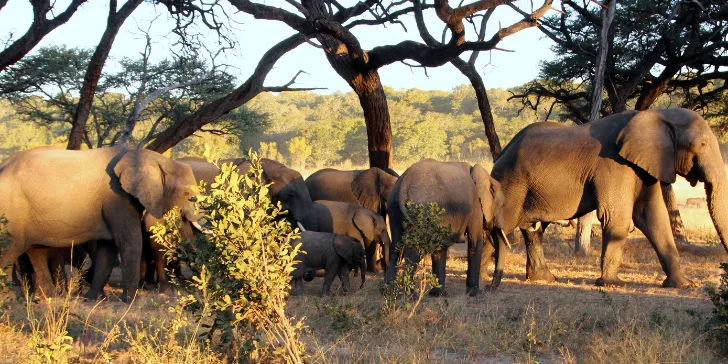 Hwange National Park- Zimbábue