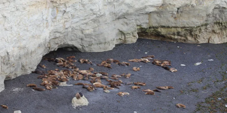 Península Valdés-canva (1)