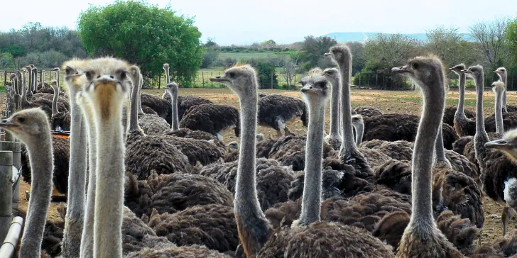 Fazenda de Avestruzes em Oudtshoorn - Rota Jardim