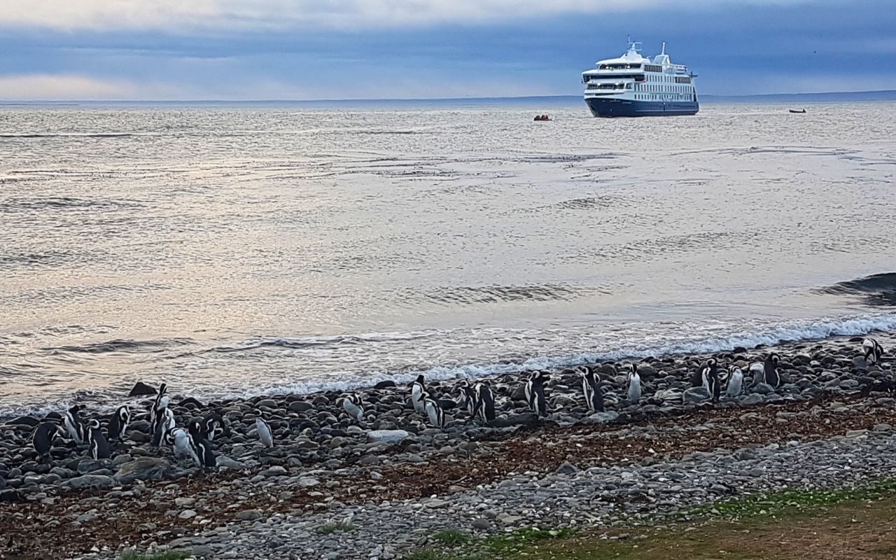 Ilha Magdalena_Patagonia Austral_canva