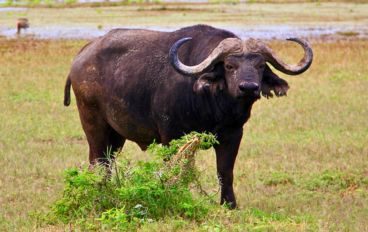 "Big Five" - Búfalo no safári de Ngorongoro - Tanzânia - África