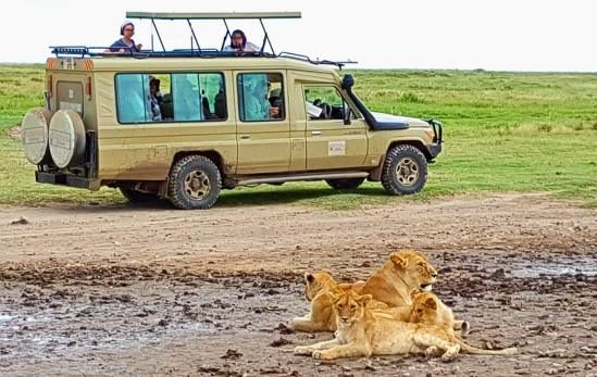 Leoas no Parque Nacional Serengeti - Tanzânia África